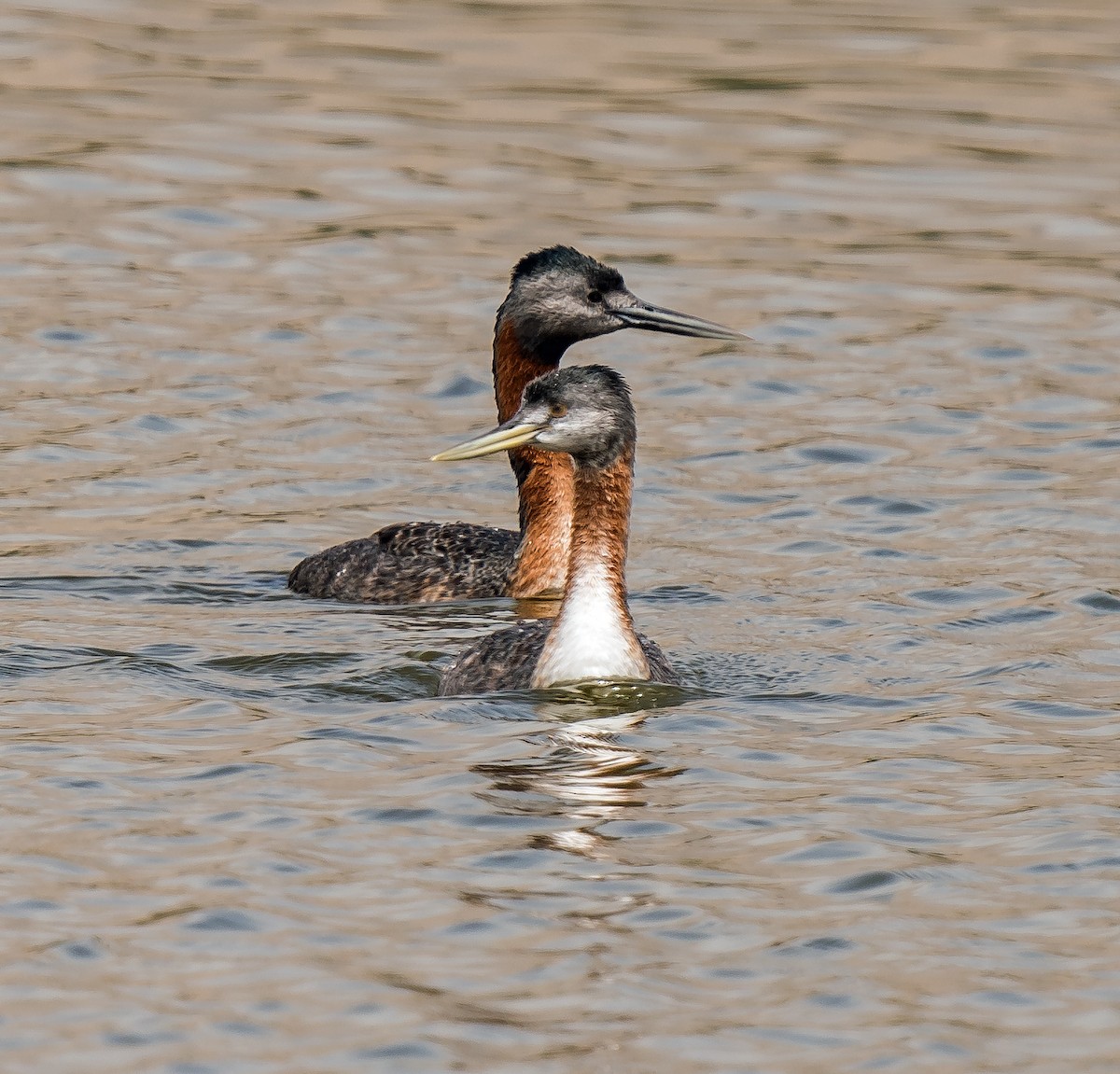 Great Grebe - ML646441065
