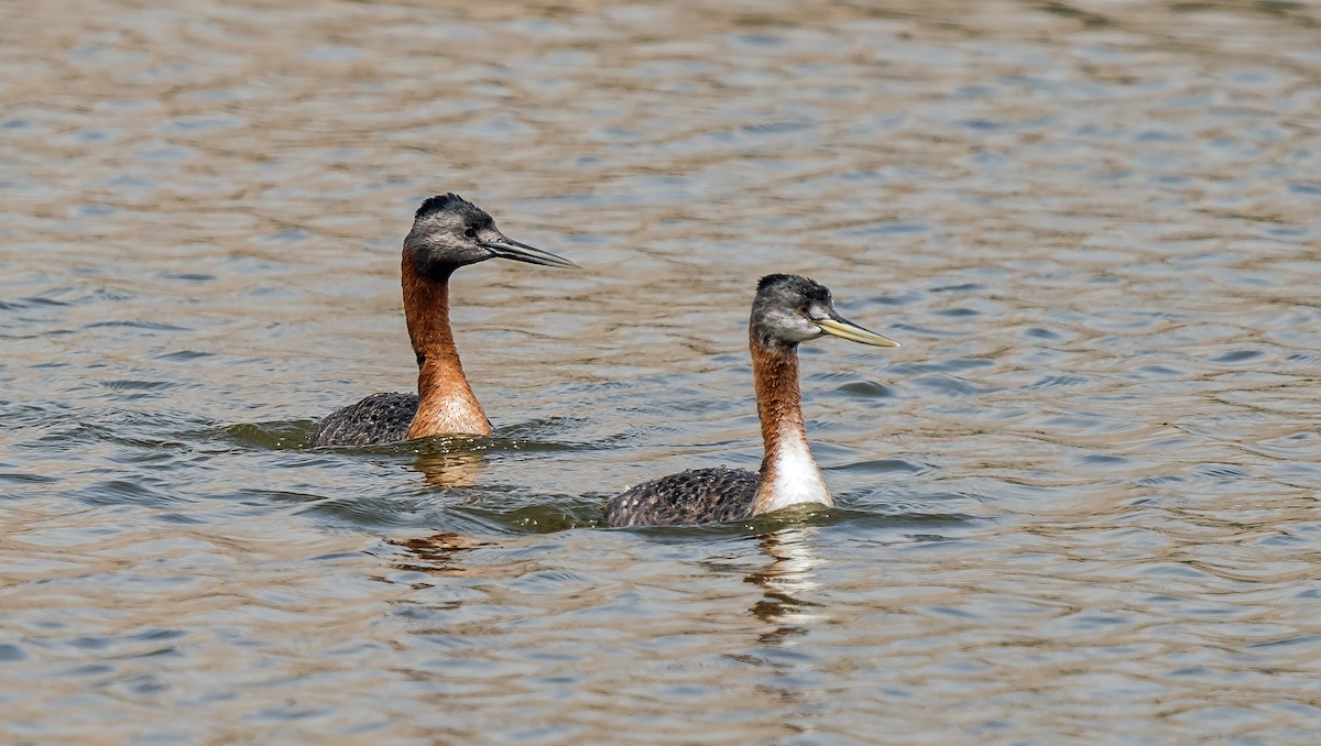 Great Grebe - ML646441066