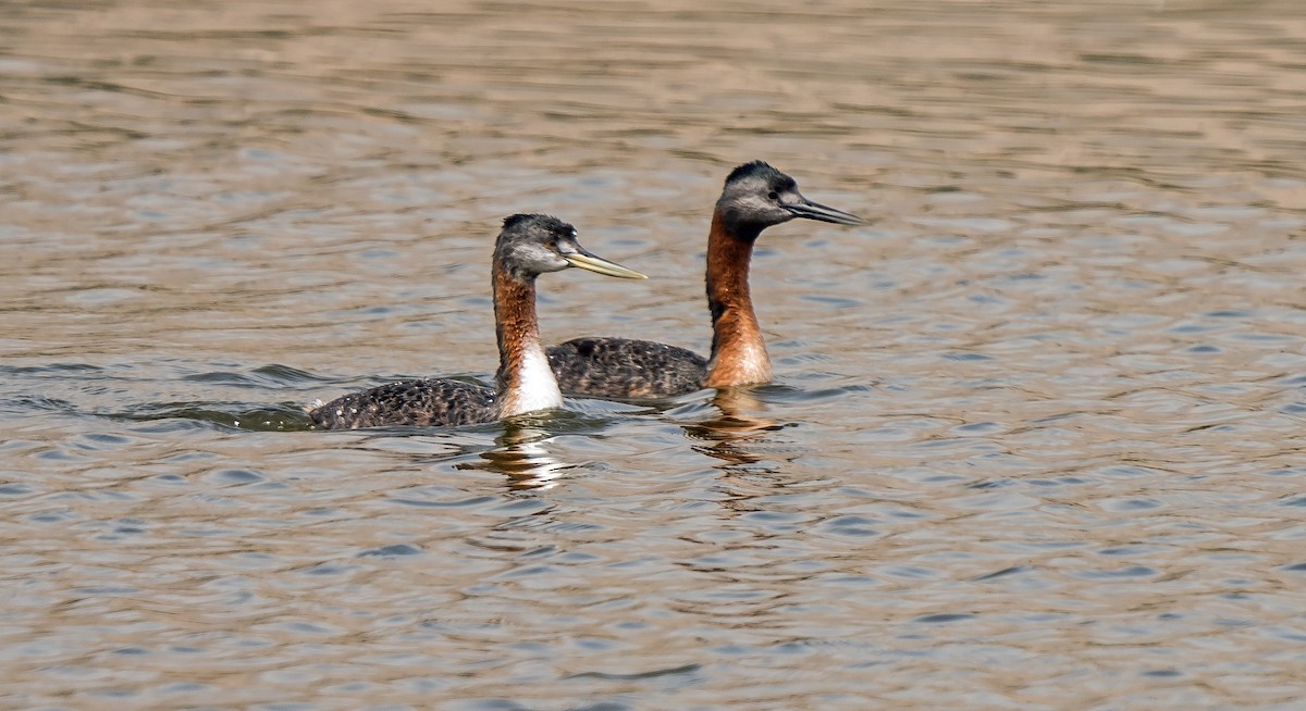 Great Grebe - ML646441067