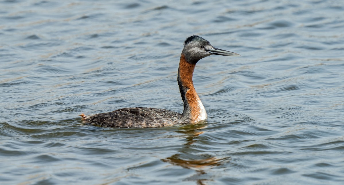 Great Grebe - ML646441068