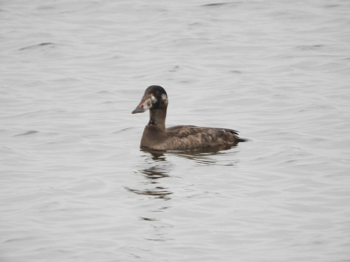 Surf Scoter - ML646441069