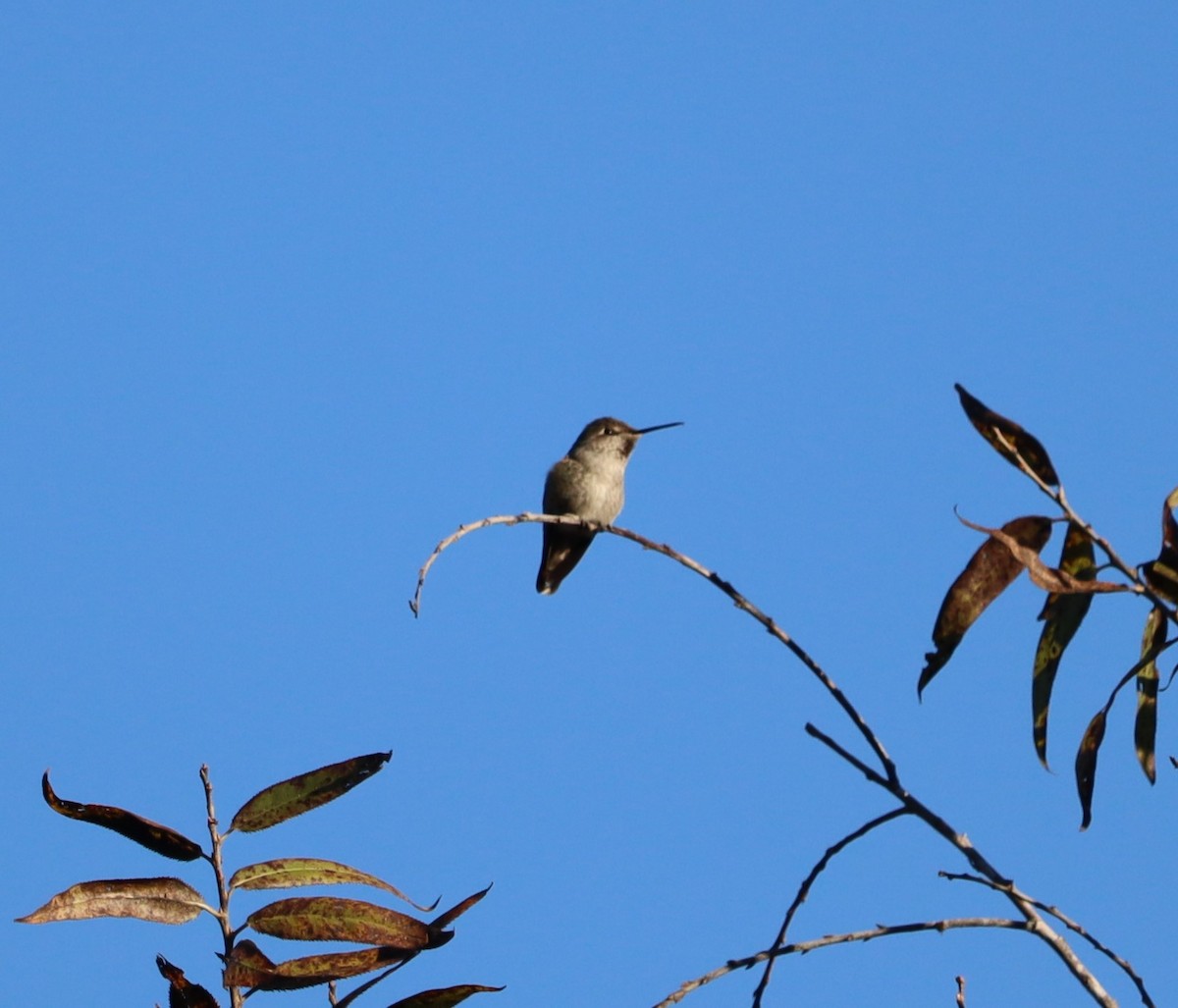 Anna's Hummingbird - ML646441070