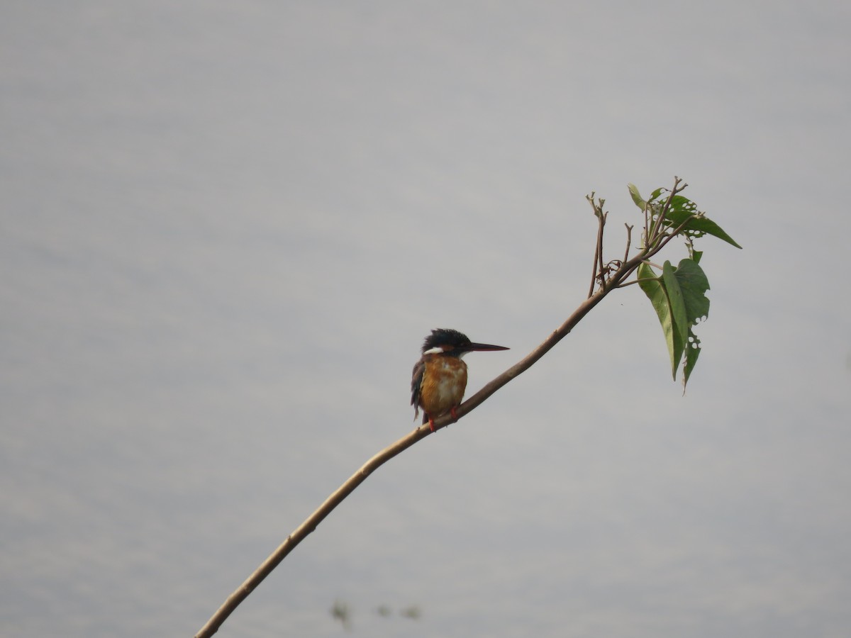 Common Kingfisher - ML646441071