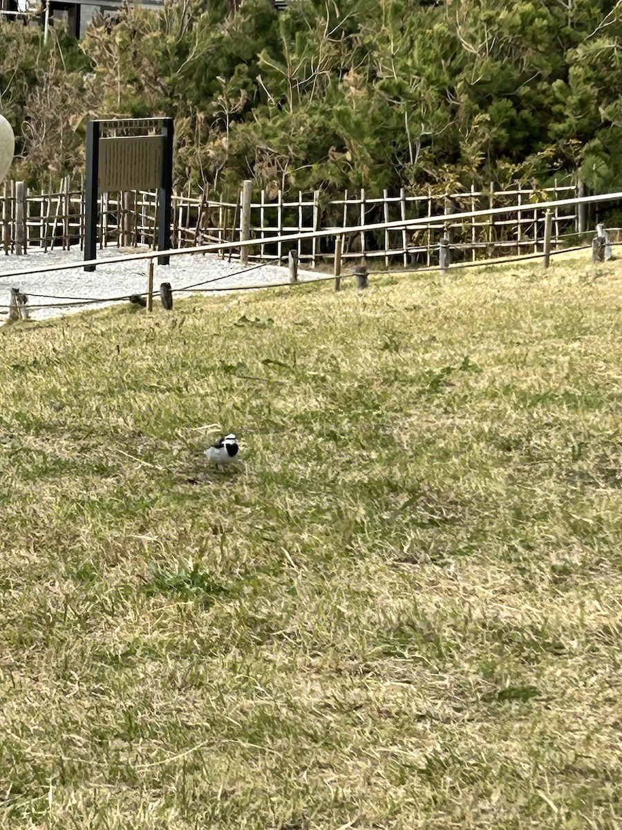 White Wagtail - ML646441072
