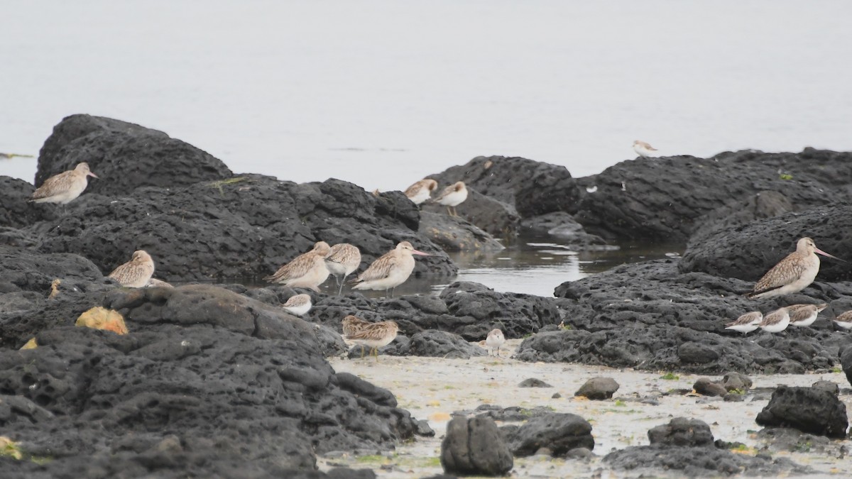 オオソリハシシギ - ML646441074