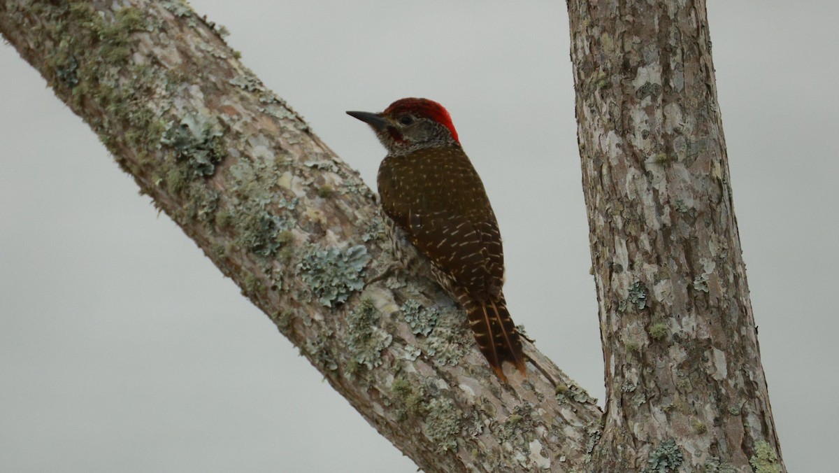 Knysna Woodpecker - ML646441075