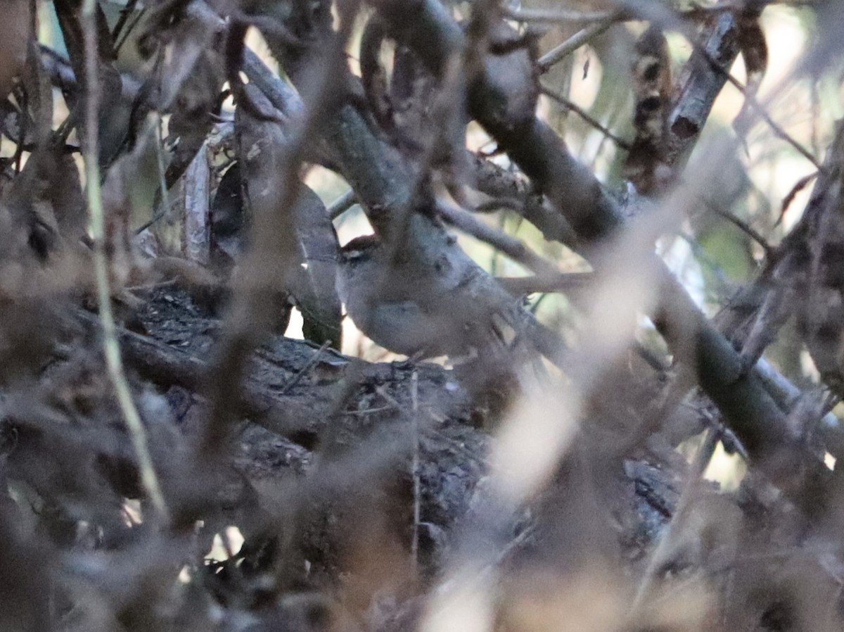 Bewick's Wren - ML646441076