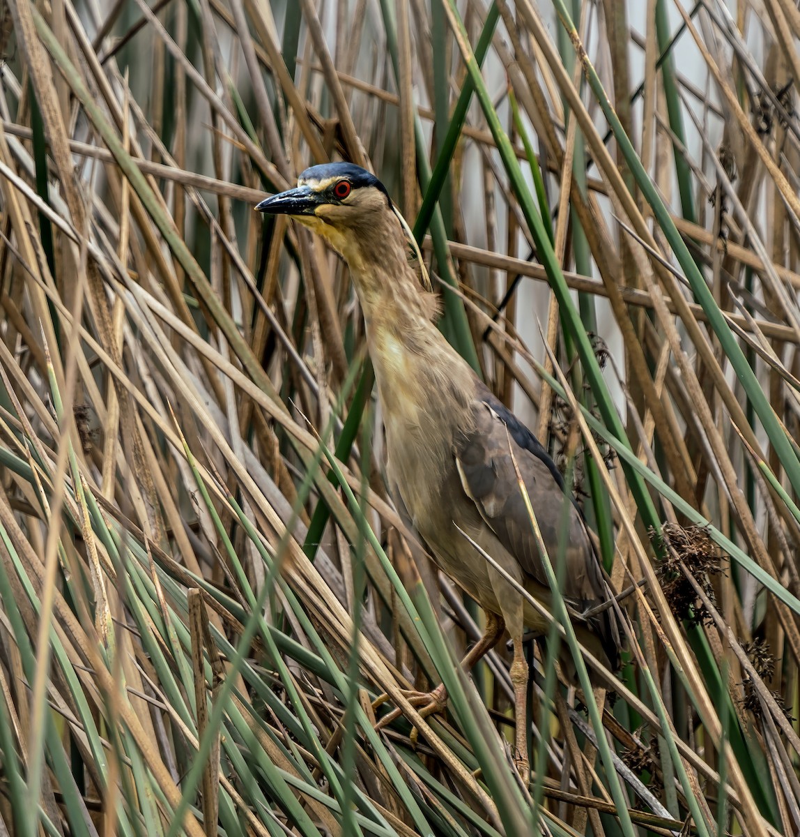 Black-crowned Night Heron - ML646441077