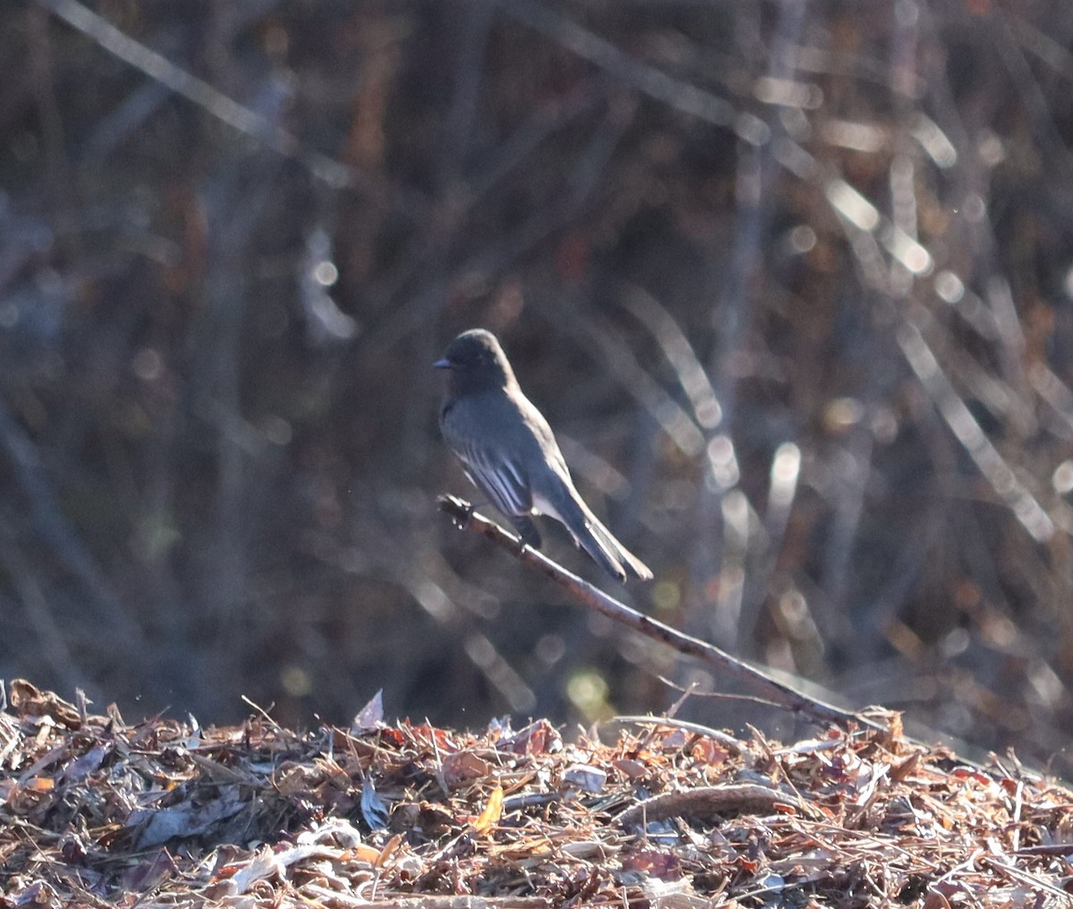 Black Phoebe - ML646441078