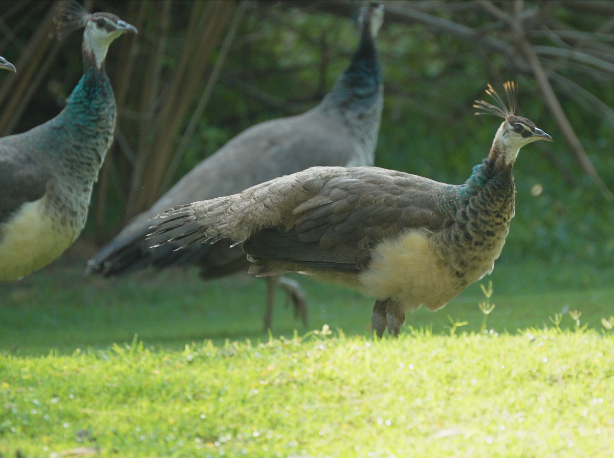 Indian Peafowl - ML646441079