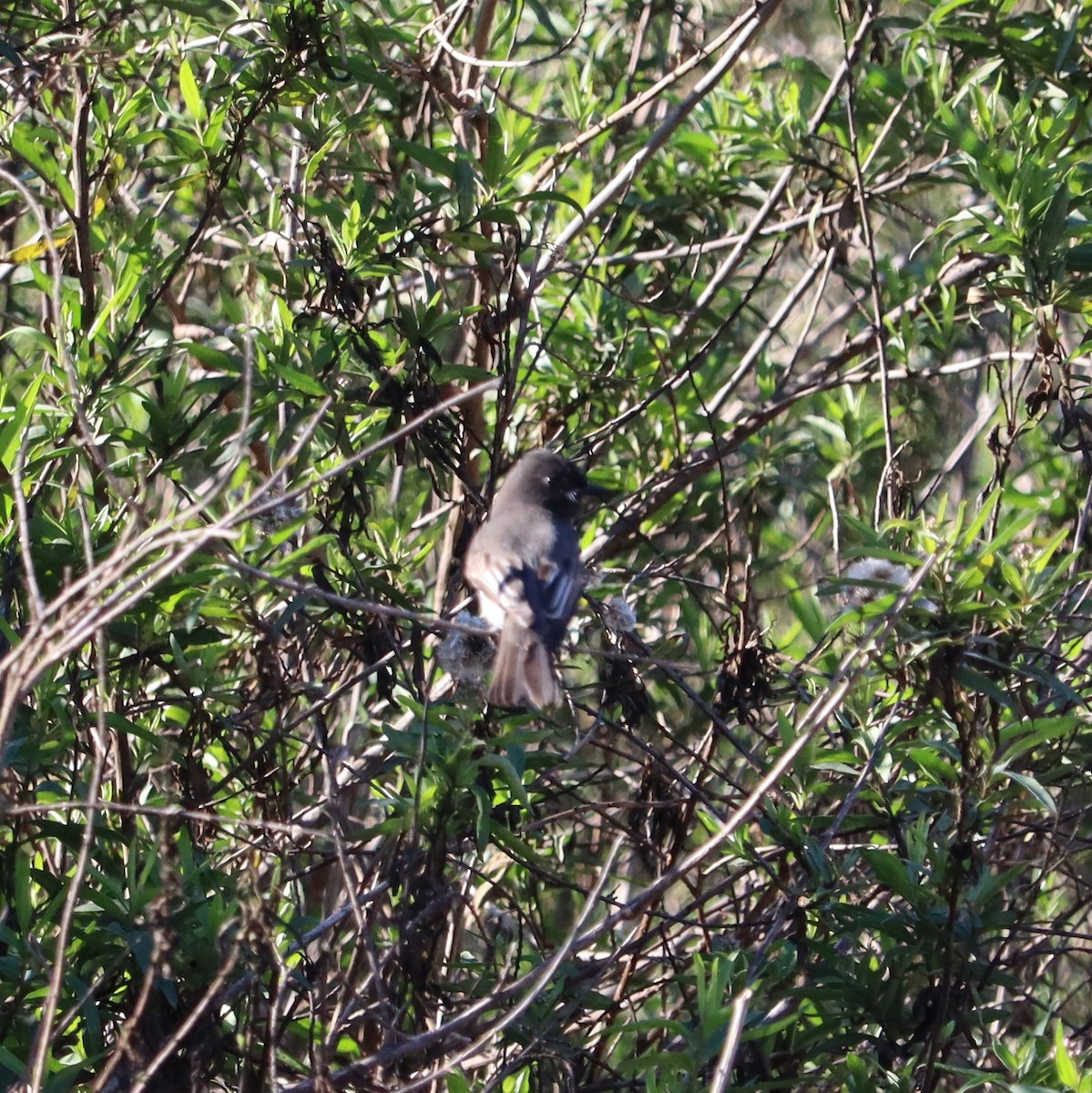 Black Phoebe - ML646441080