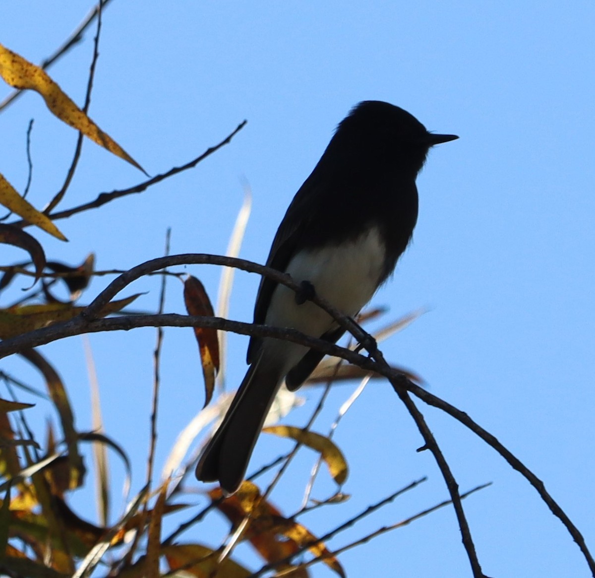 Black Phoebe - ML646441081