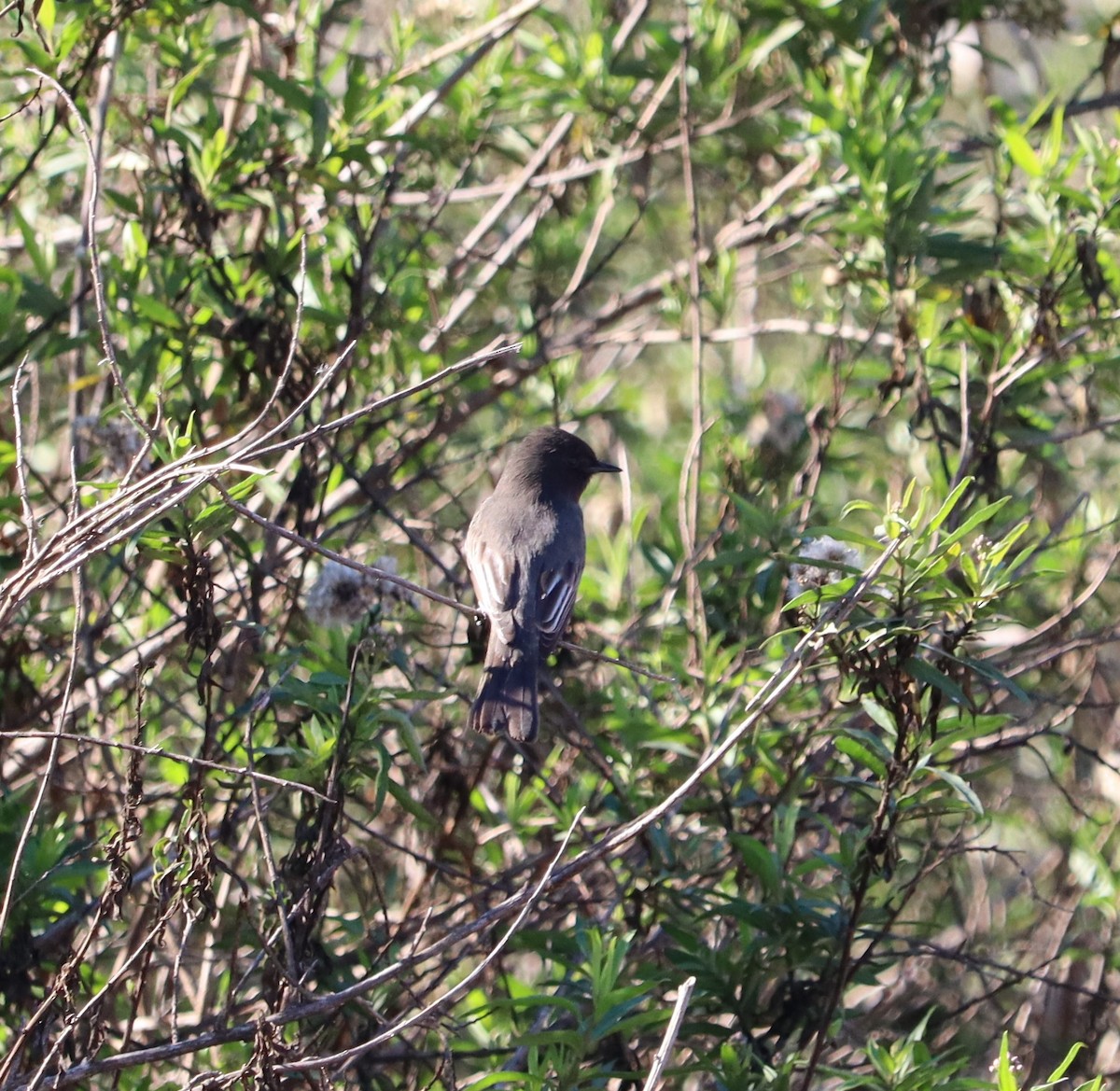 Black Phoebe - ML646441082