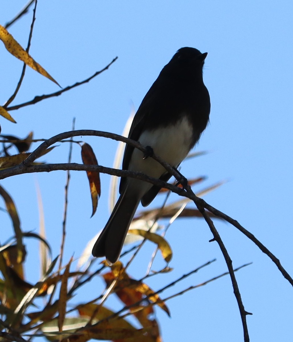 Black Phoebe - ML646441083