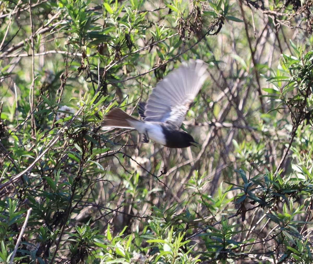 Black Phoebe - ML646441084