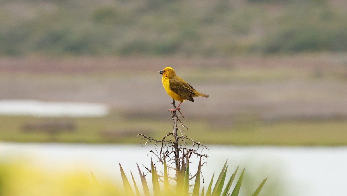 Cape Weaver - ML646441085