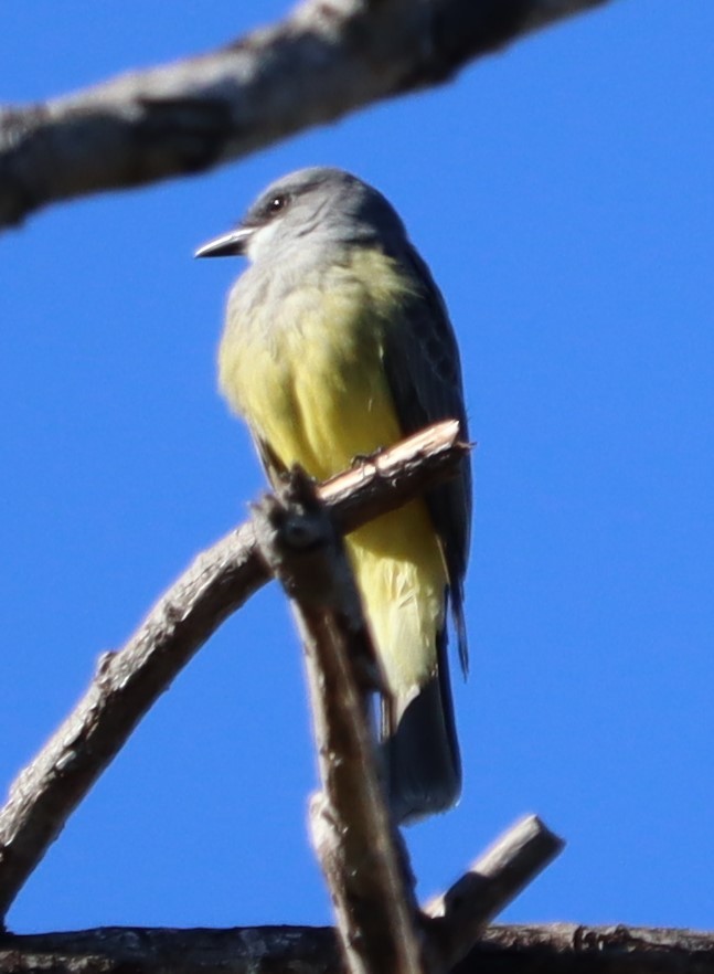 Cassin's Kingbird - ML646441086