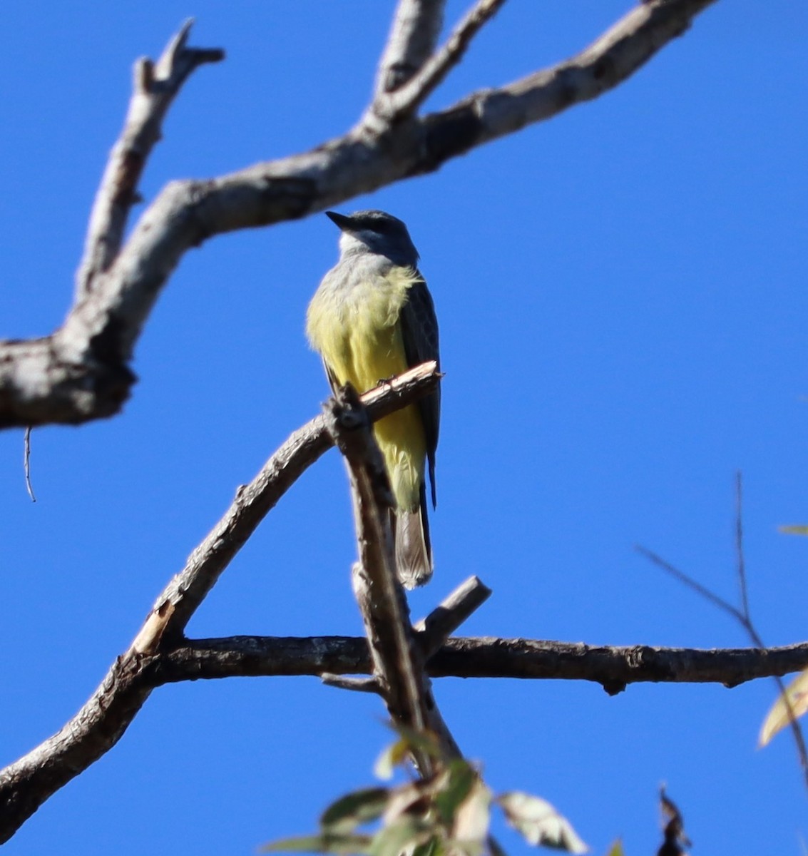Cassin's Kingbird - ML646441087