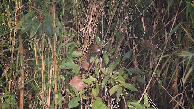 Kızıl Tepeli Timalya - ML646441088