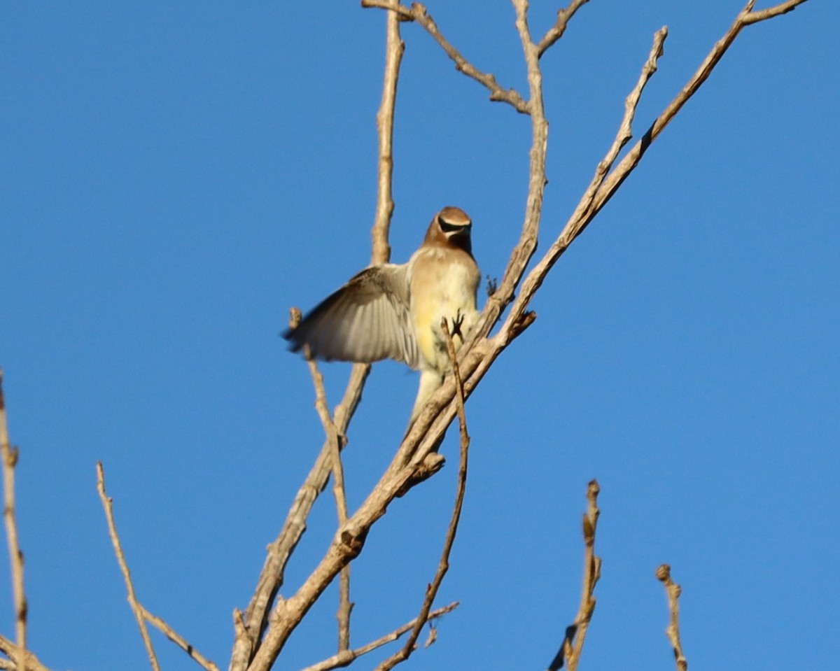 brkoslav americký - ML646441090