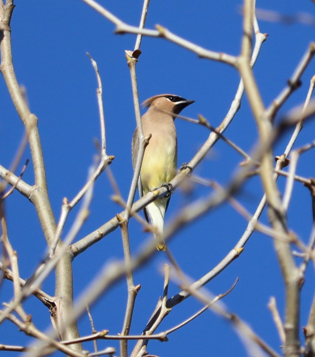 brkoslav americký - ML646441091