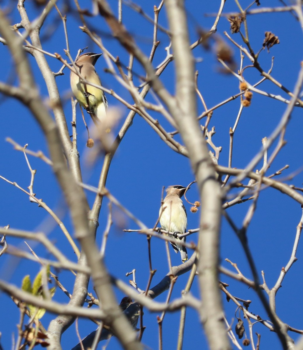 brkoslav americký - ML646441092