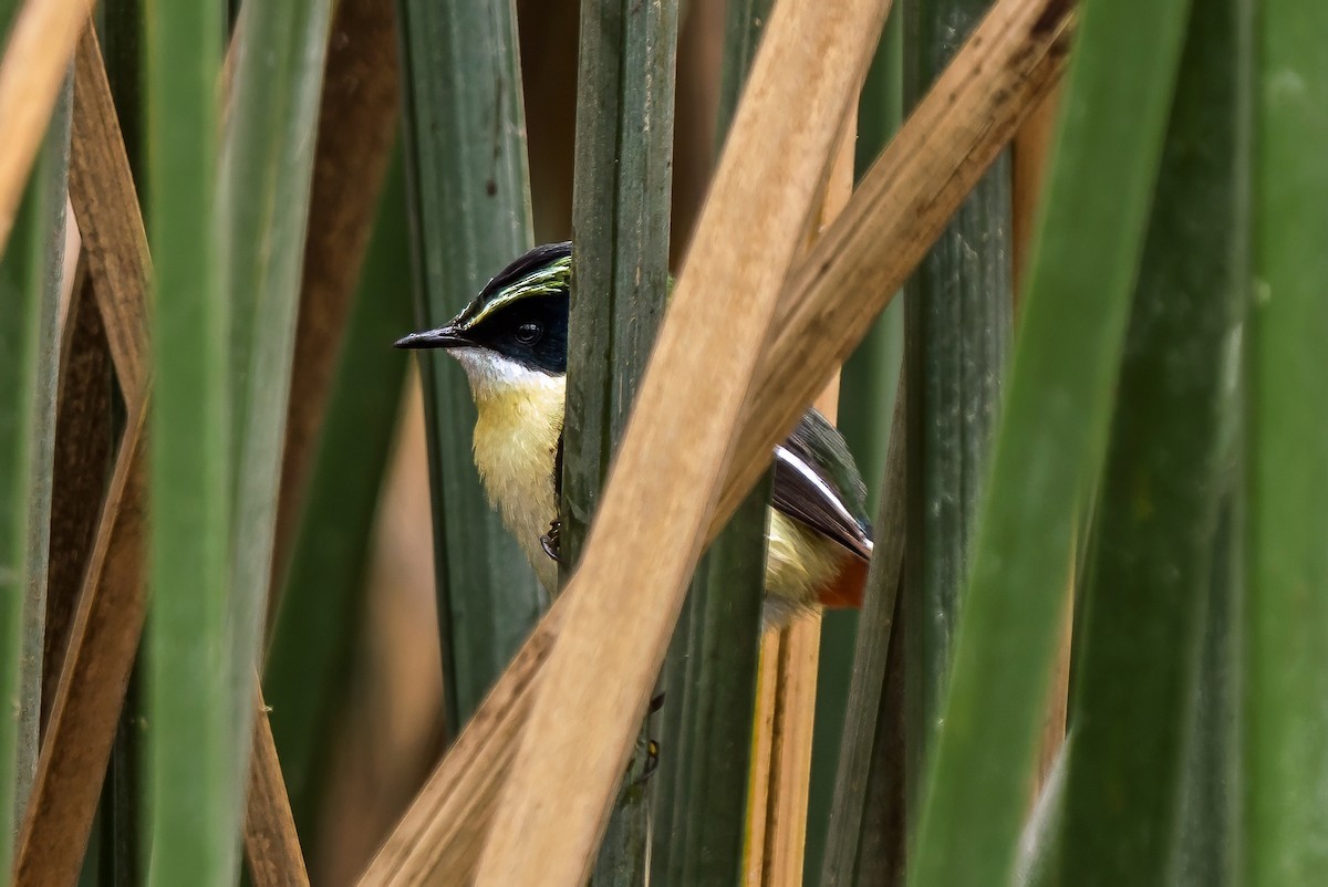 Yedi Renkli Tiran - ML646441093