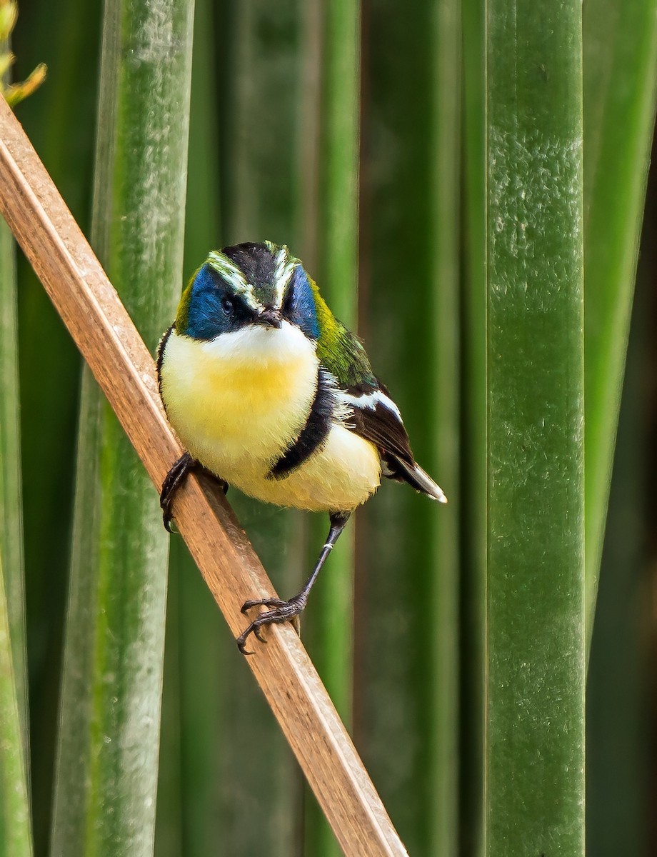 Many-colored Rush Tyrant - ML646441094