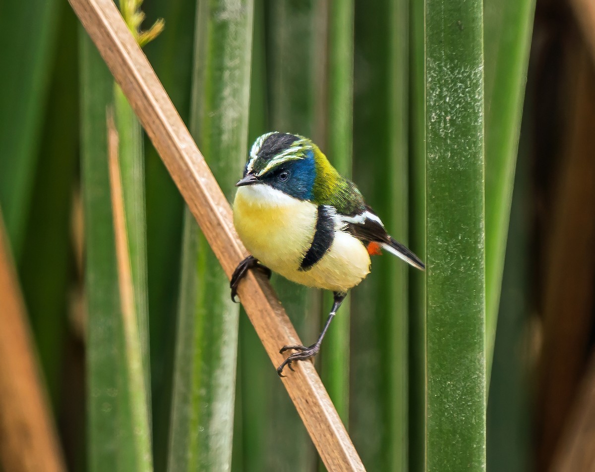 Many-colored Rush Tyrant - ML646441095