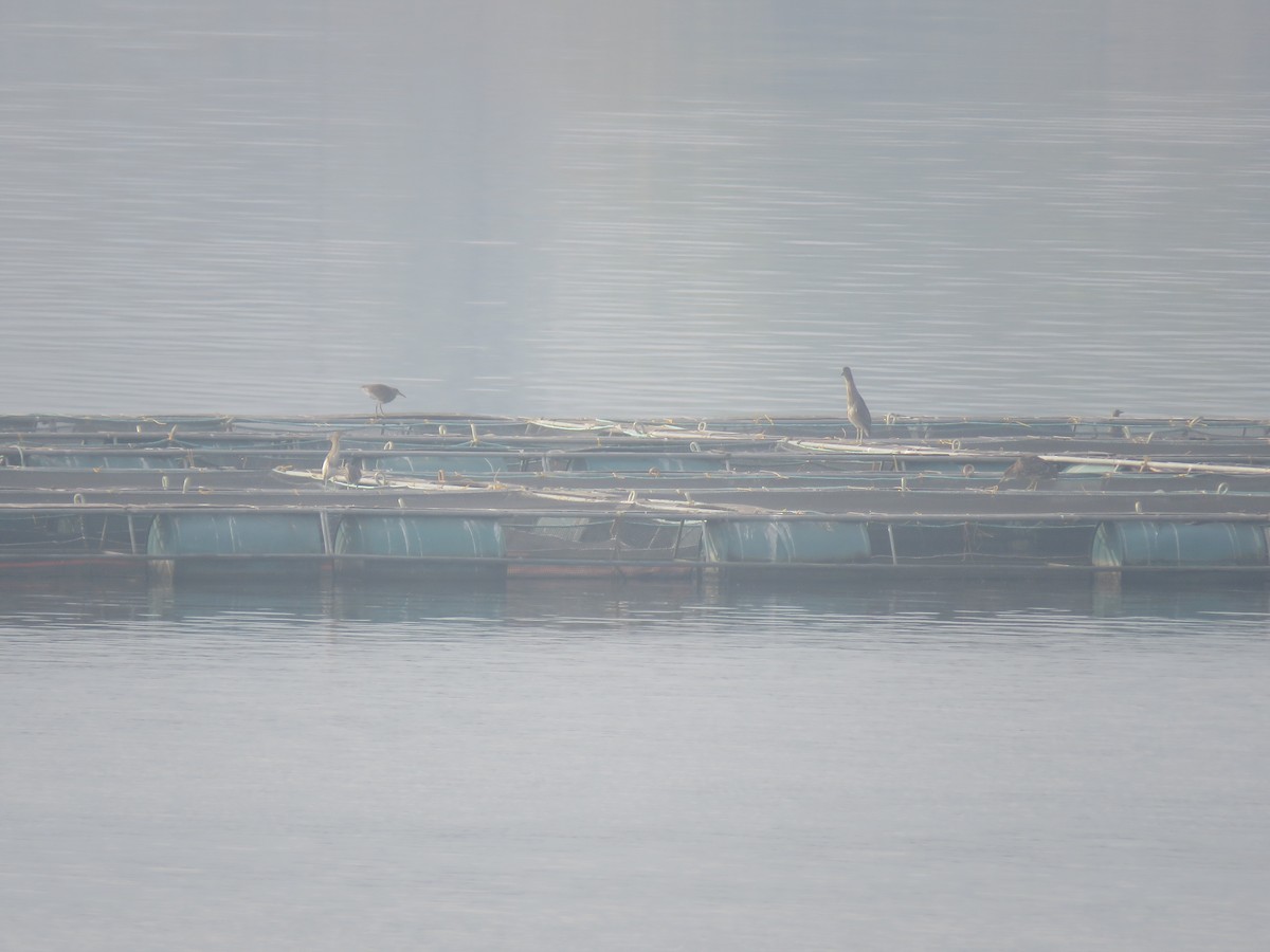 Hint Alaca Balıkçılı - ML646441096