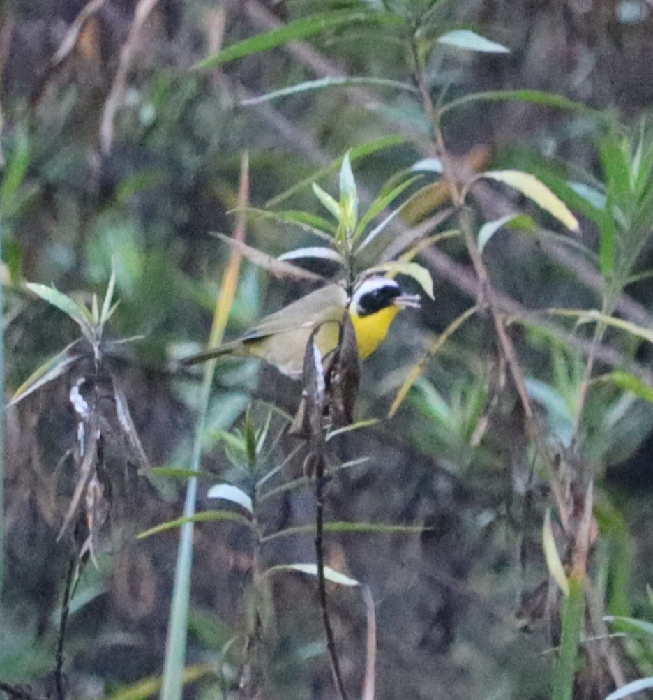 Sarıgerdan - ML646441097