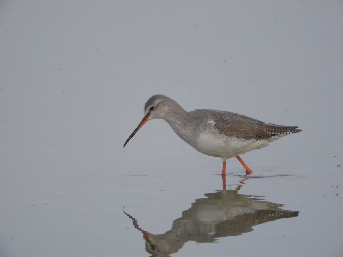 Kara Kızılbacak - ML646441099