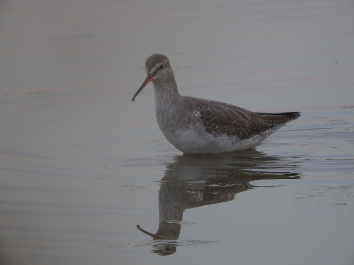 Kara Kızılbacak - ML646441100