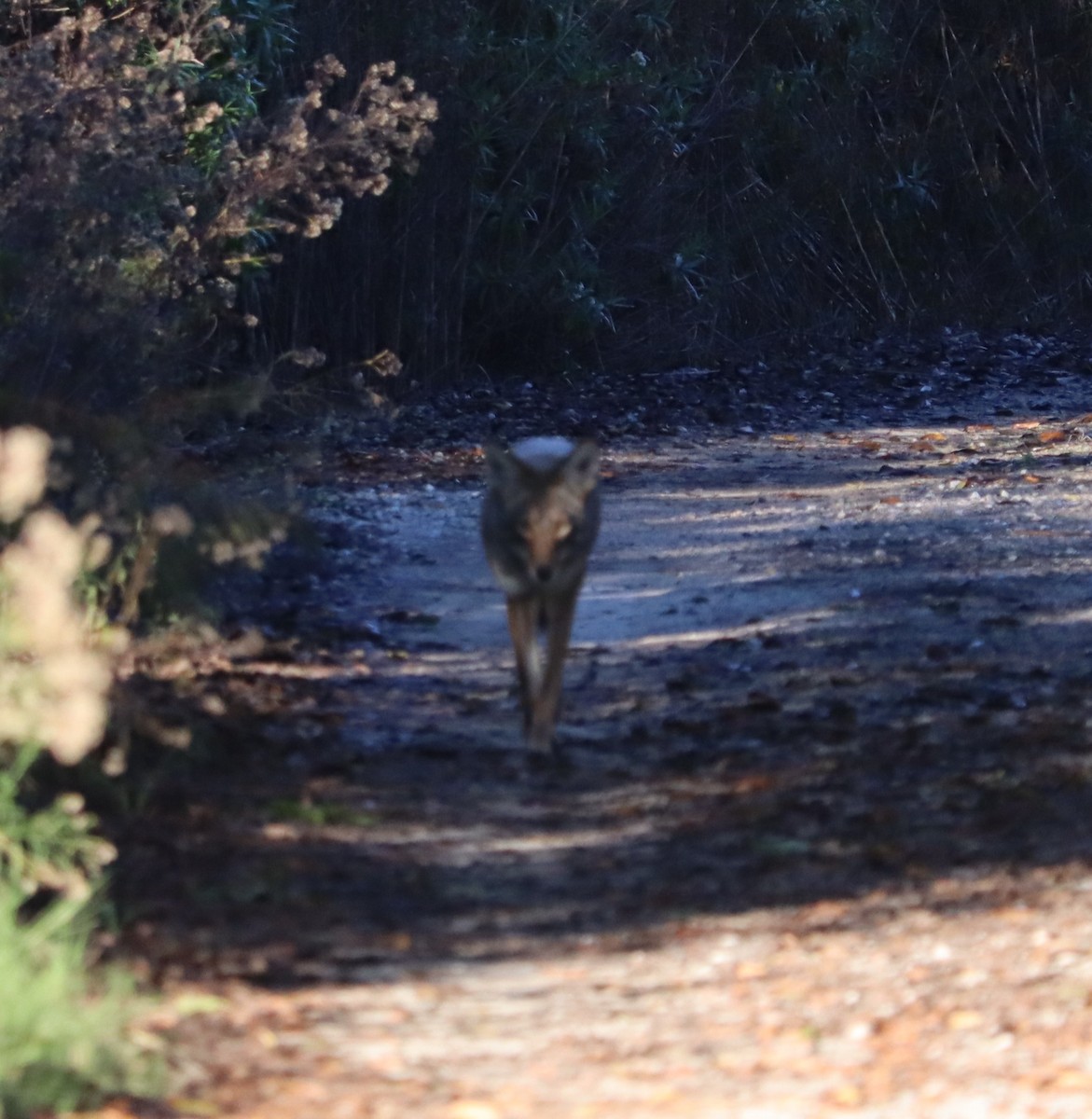 Coyote - ML646441101