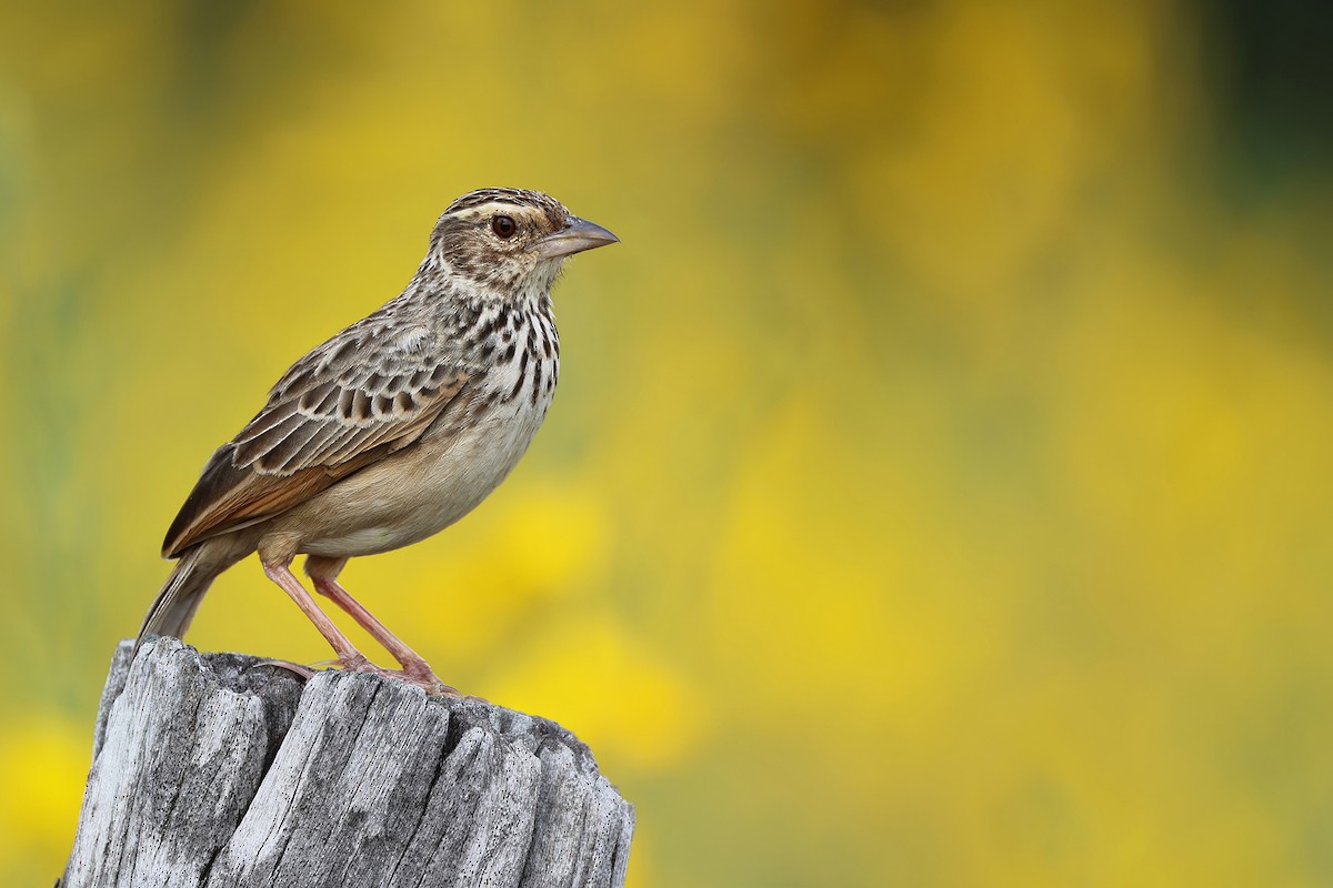 Çinhindi Çalı Toygarı - ML646441102