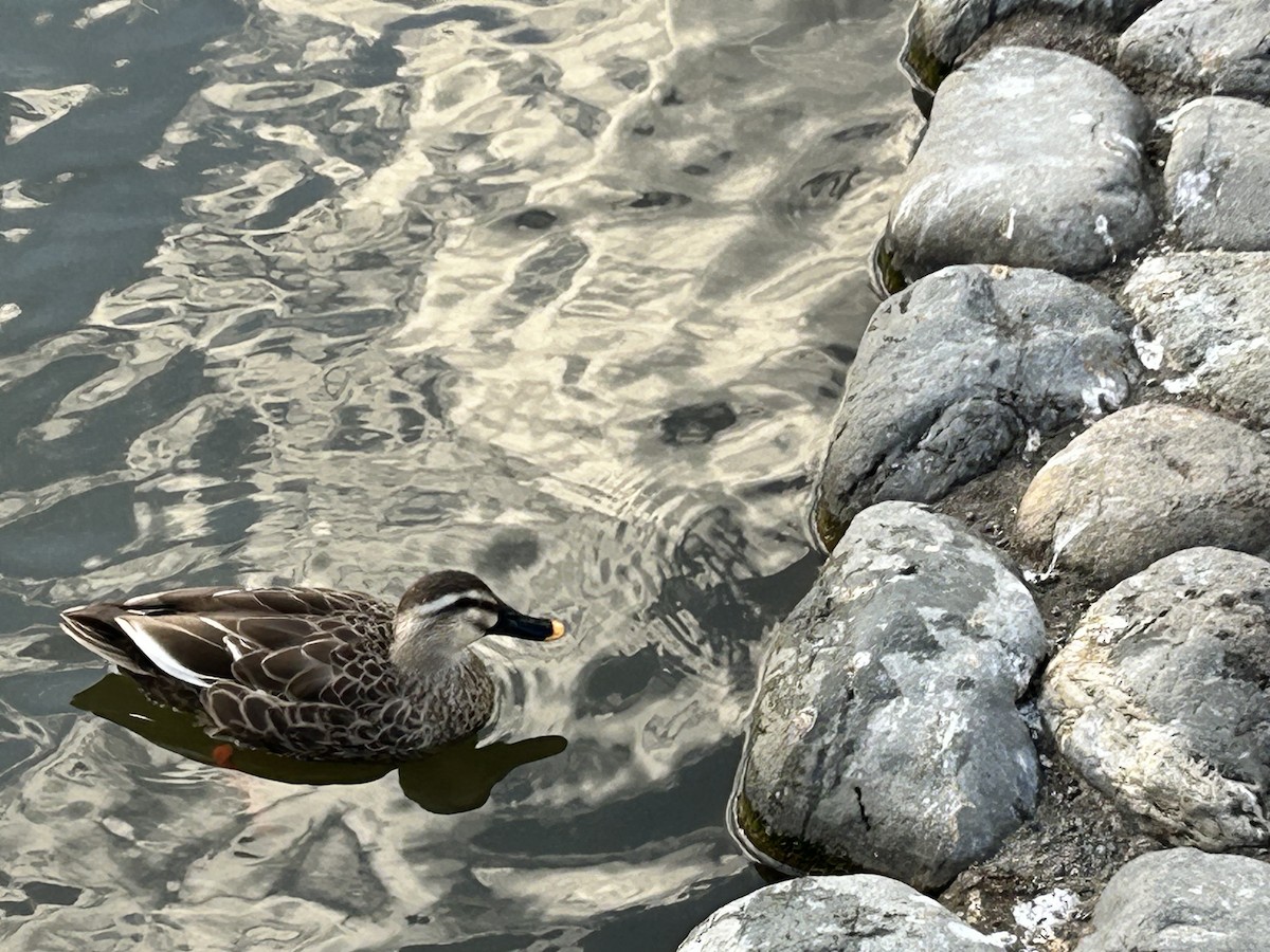 Çin Benekgagası - ML646441103