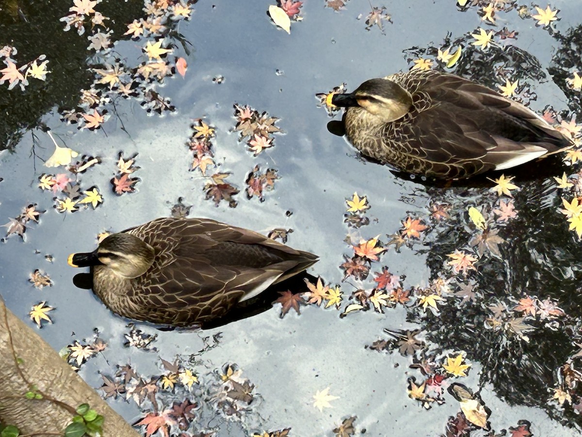 Çin Benekgagası - ML646441104