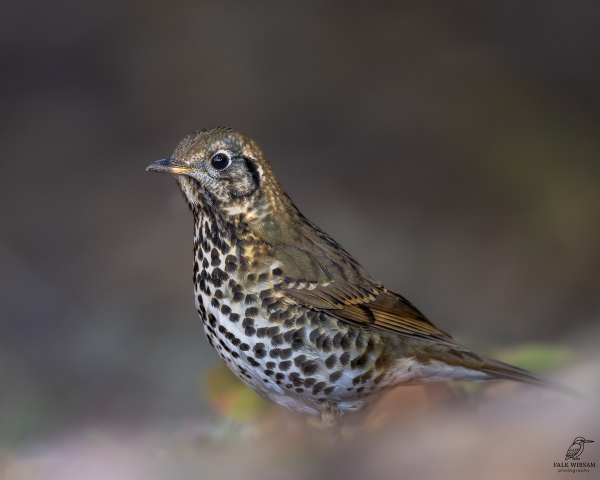 Çin Ardıcı - ML646441105