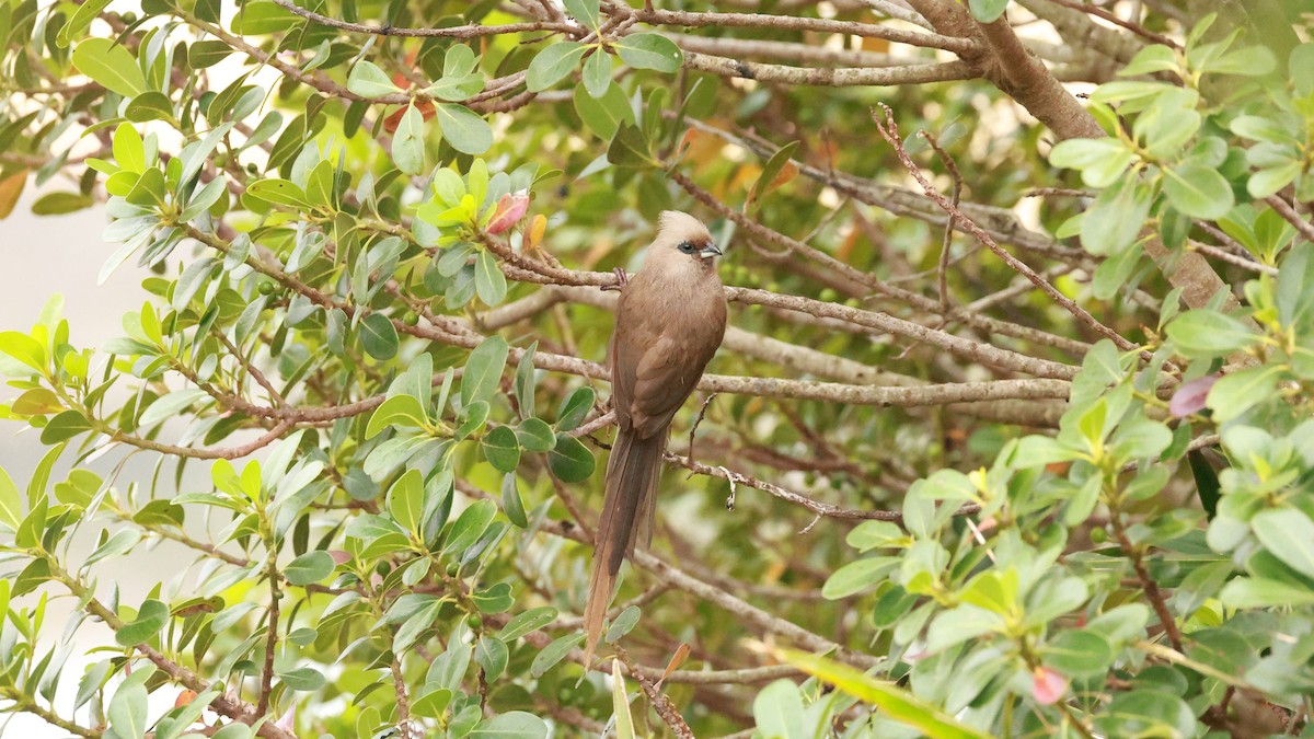Yazılı Farekuşu - ML646441106