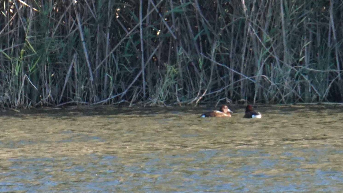 Pasbaş Patka - ML646441107