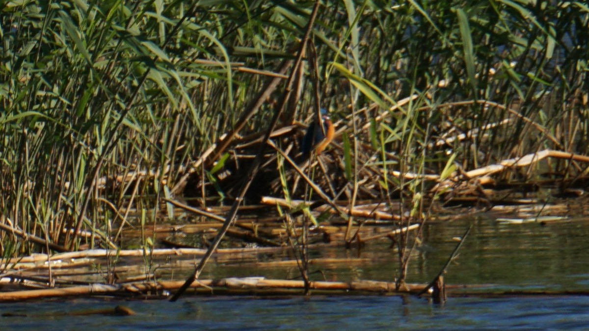 Yalıçapkını - ML646441109