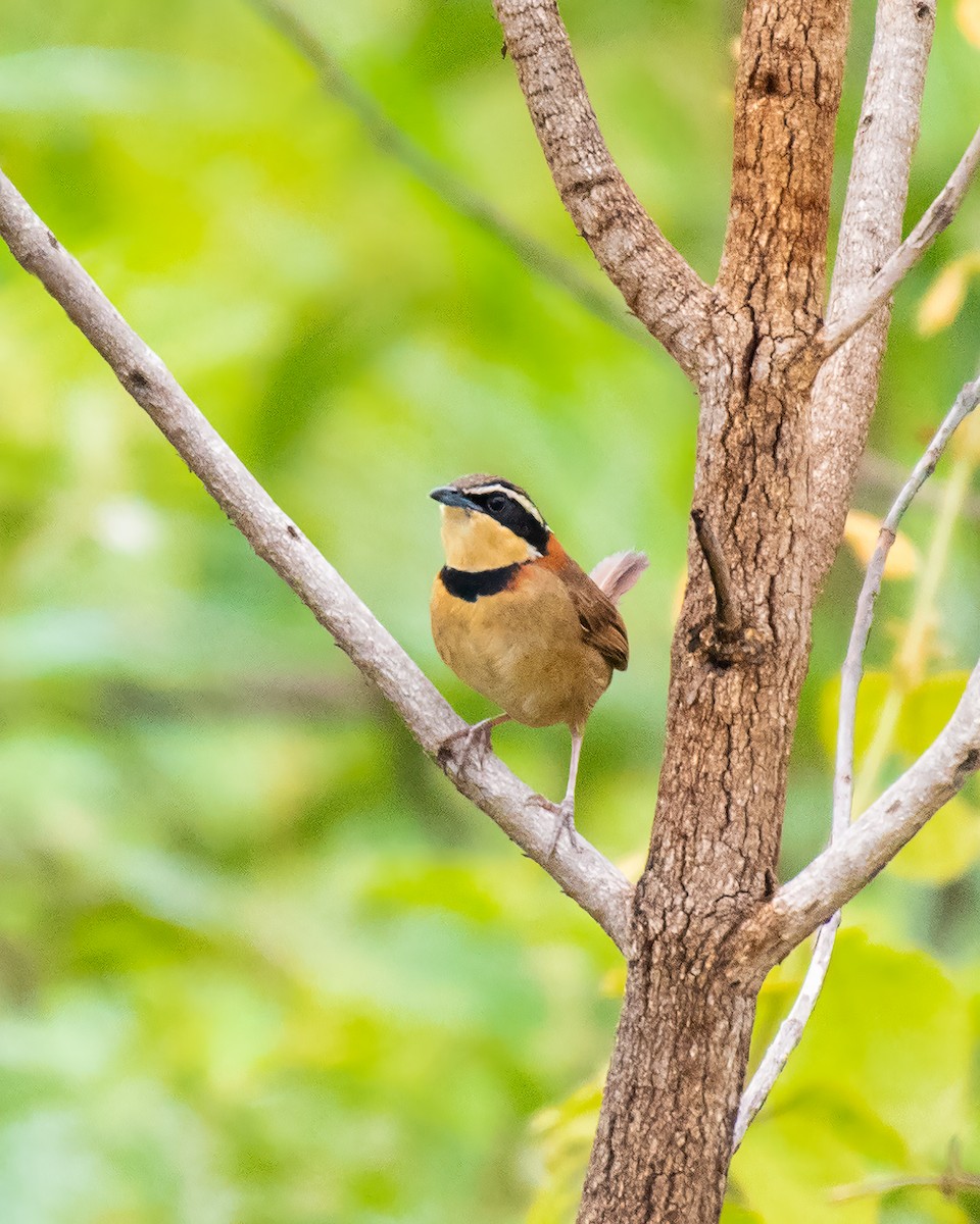 Kolyeli Hilalgerdan - ML646441110