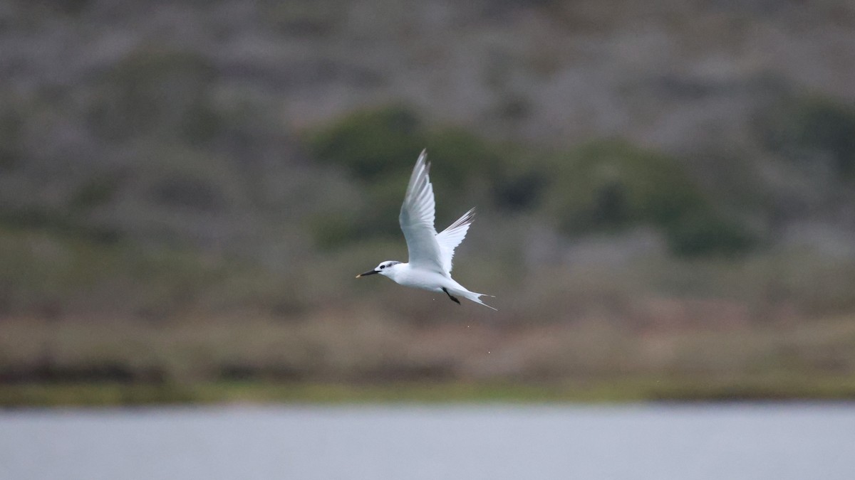 Kara Gagalı Sumru - ML646441111