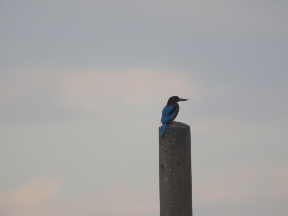 Yalıçapkını - ML646441113