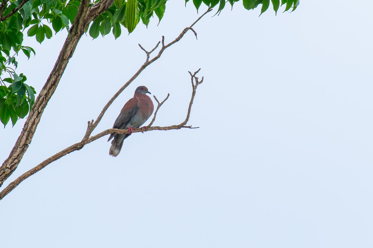 Kızılca Güvercin - ML646441117