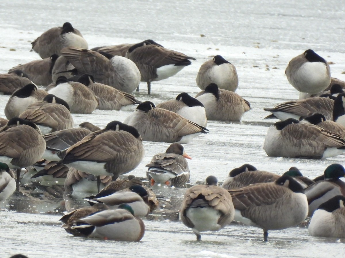Greater White-fronted Goose - ML646441119