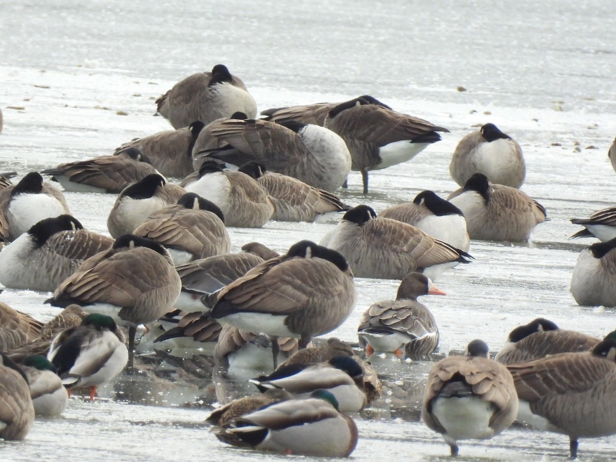 Greater White-fronted Goose - ML646441120