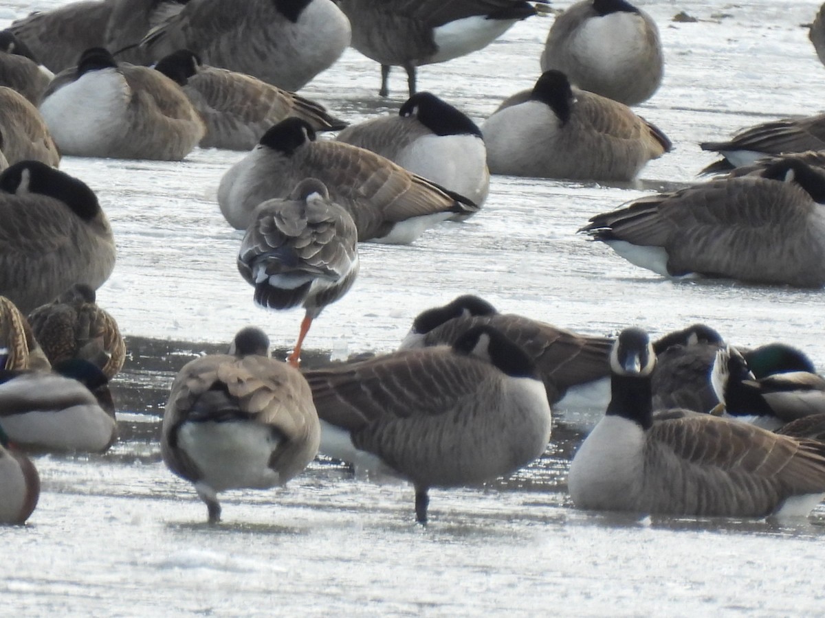 Greater White-fronted Goose - ML646441121