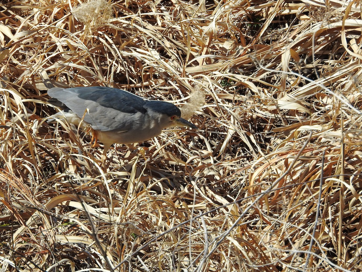 Gece Balıkçılı - ML646441122