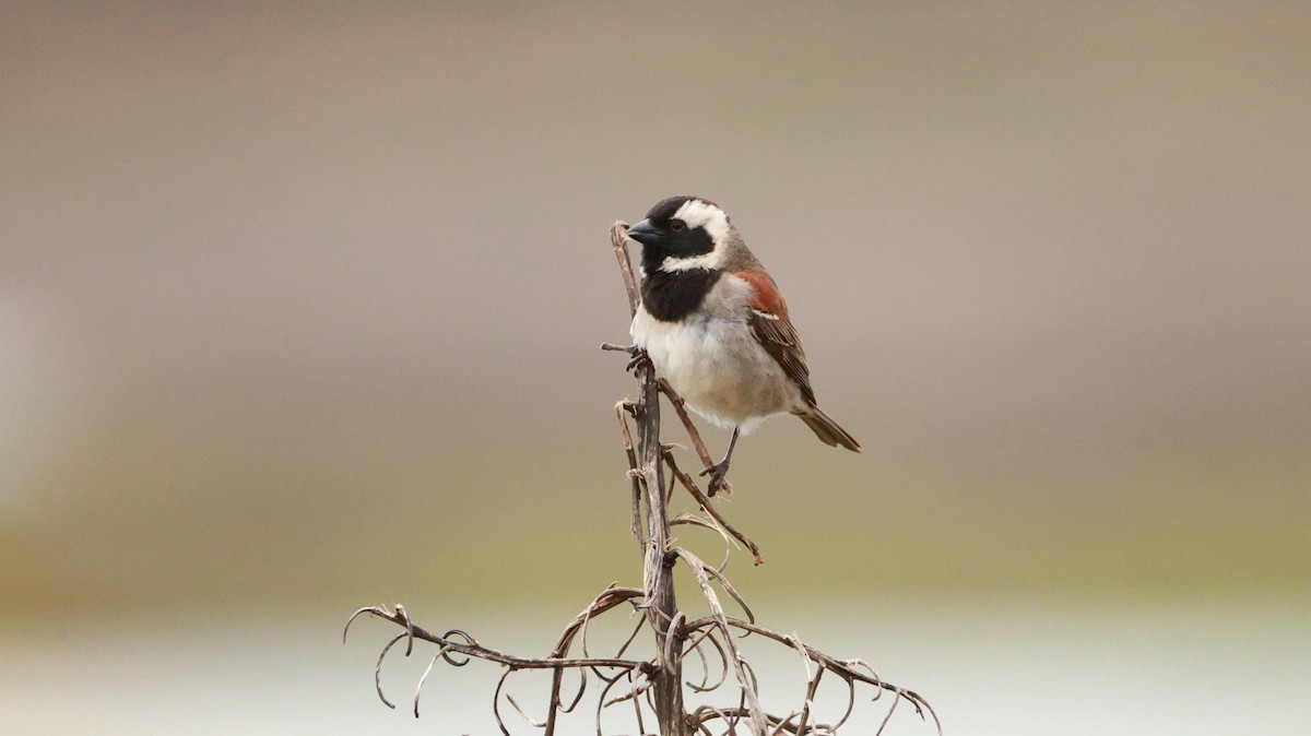 Kap Serçesi - ML646441123